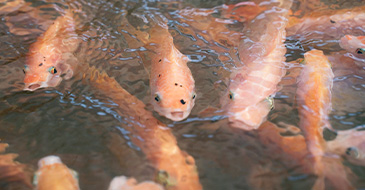 Thức ăn cho thủy sản